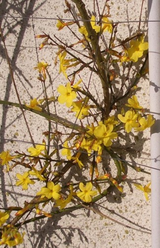 Jasmin kl.jpg