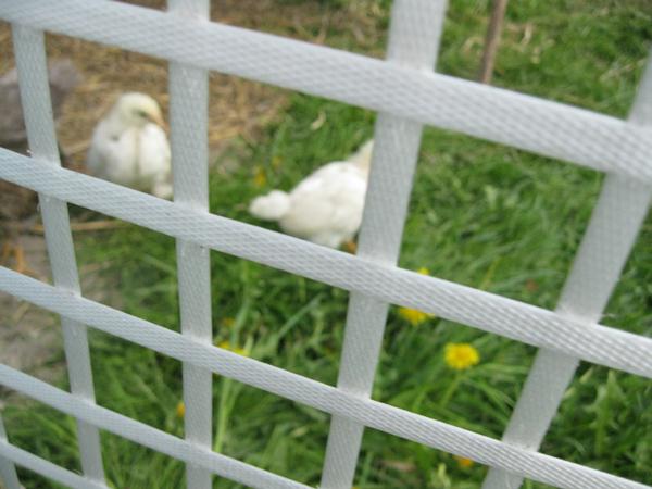 20110505_04.jpg