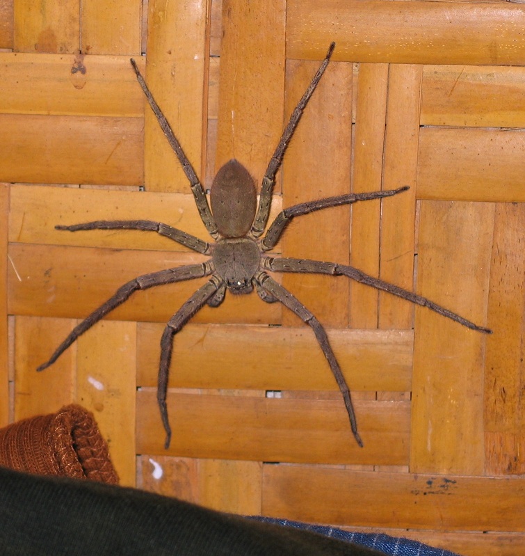 Spinne.jpg