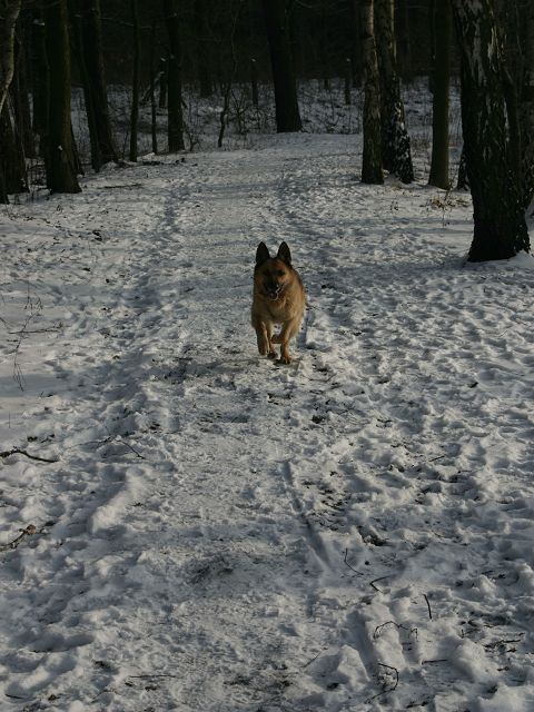 k-hund.JPG