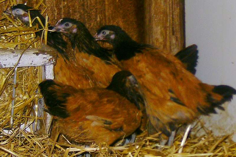 Unsere Vorwerhdamen mit 10 Wochen