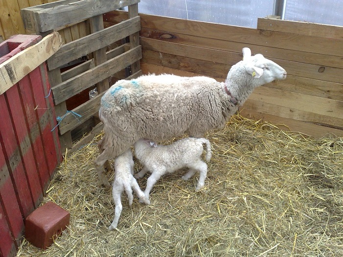 OFM / Walachenschaf
