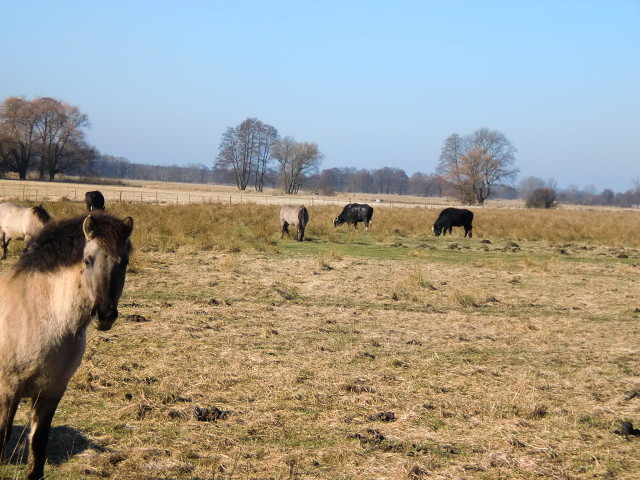 Wasserbüffel und wildpferde in der Spreeaue
