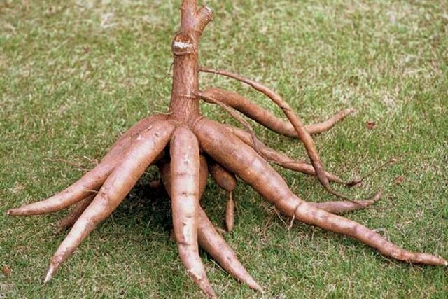 Cassavaknolle