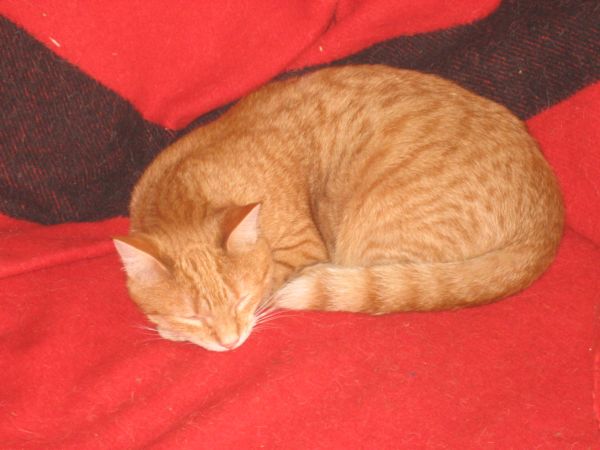 Merlin 001.jpg