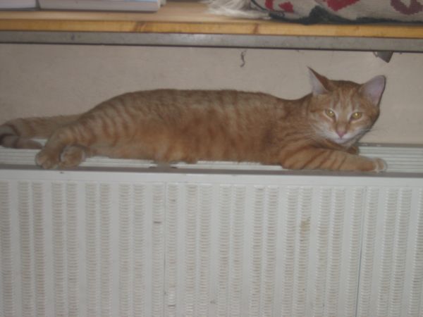 Merlin 002.jpg