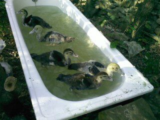 Enten.jpg