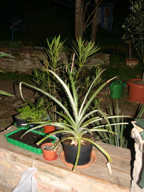 k-ananas.jpg