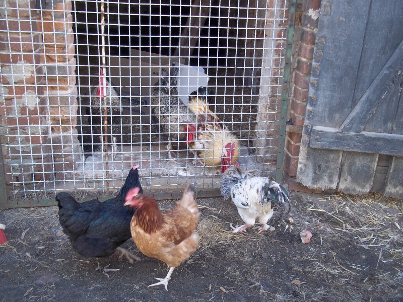 kevin mit den krummen zehen macht die junggesellentruppe an