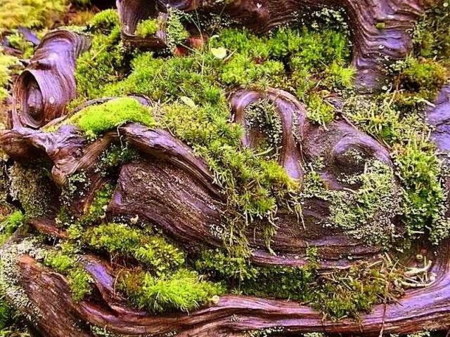 Moss And Lichen Covered Mango Root1.jpg