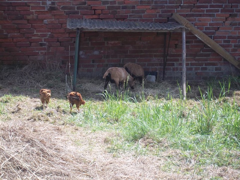 junghühner und lämmer.jpg