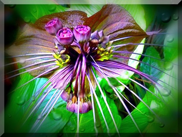 a4batflower.3.jpg