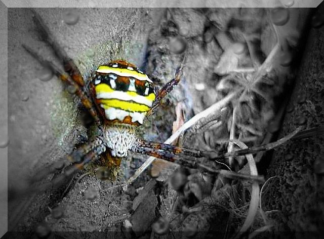 a6spideratwallZ.jpg