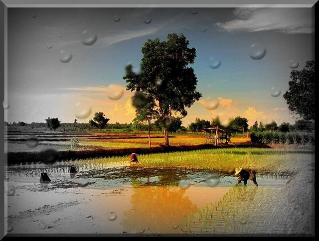 a9paddyfieldphuRZ.jpg