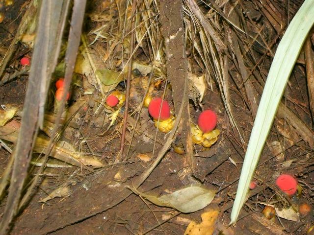 magicmoshroom.jpg