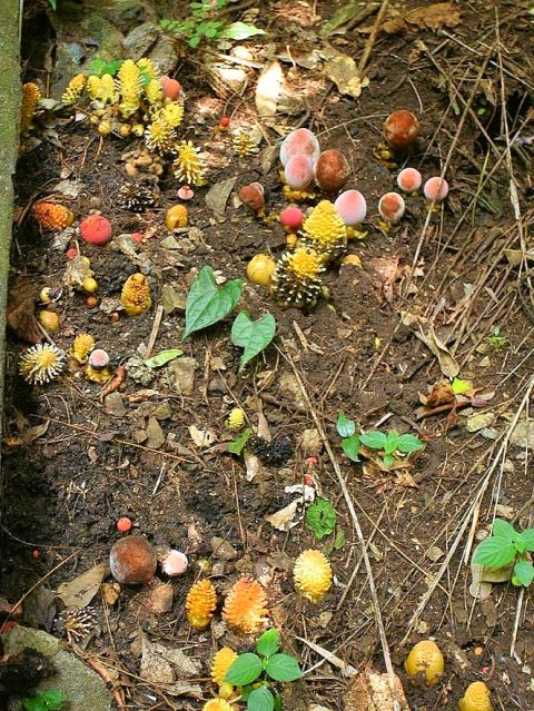 magicmushroom1.jpg