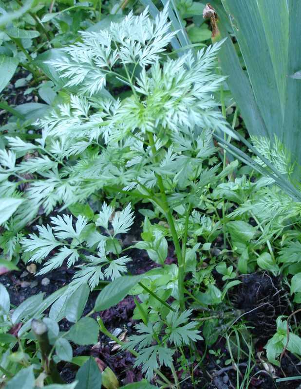 Habitus [ohne Blitz]