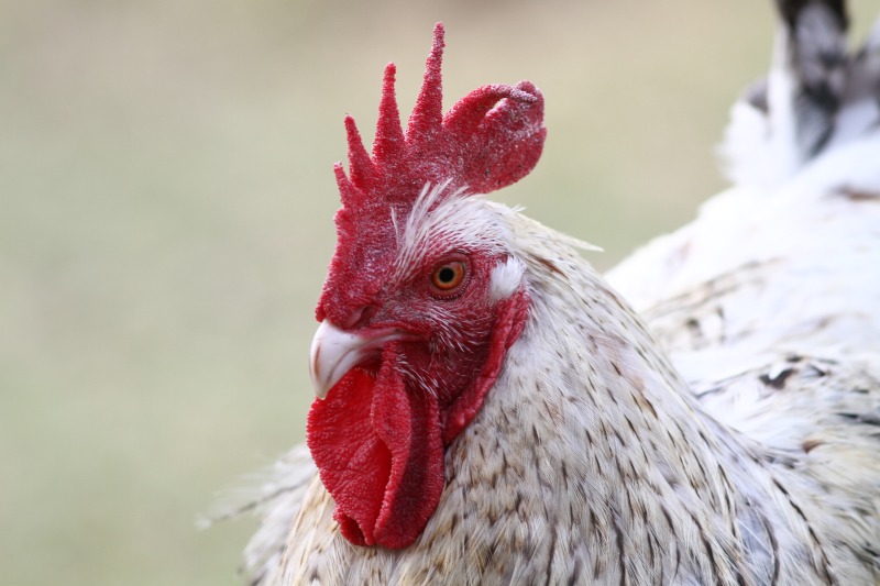 kevin mit den krummen krallen