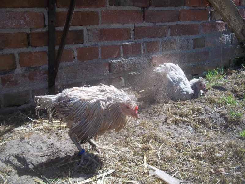 nasses huhn800.jpg
