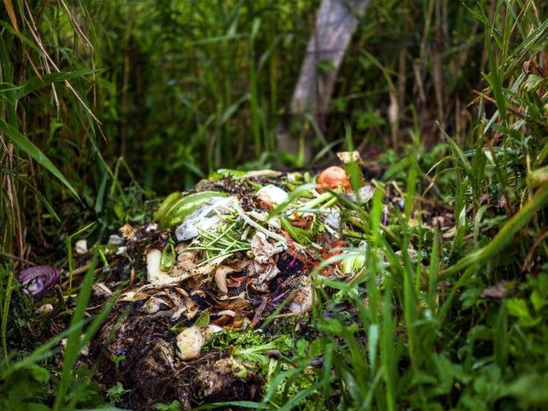 compost-organic matter.jpg