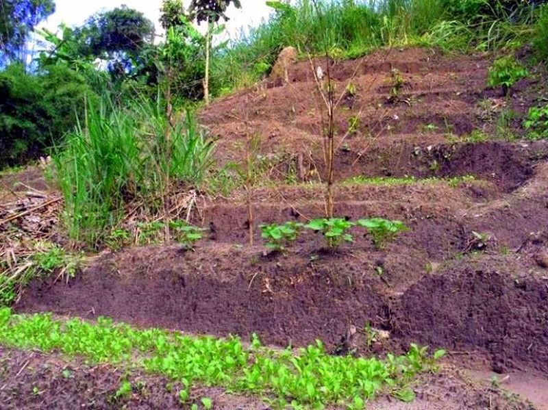 farm slope-terrace in progress..jpg
