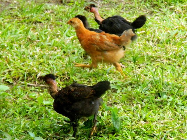 wildchicken3.jpg
