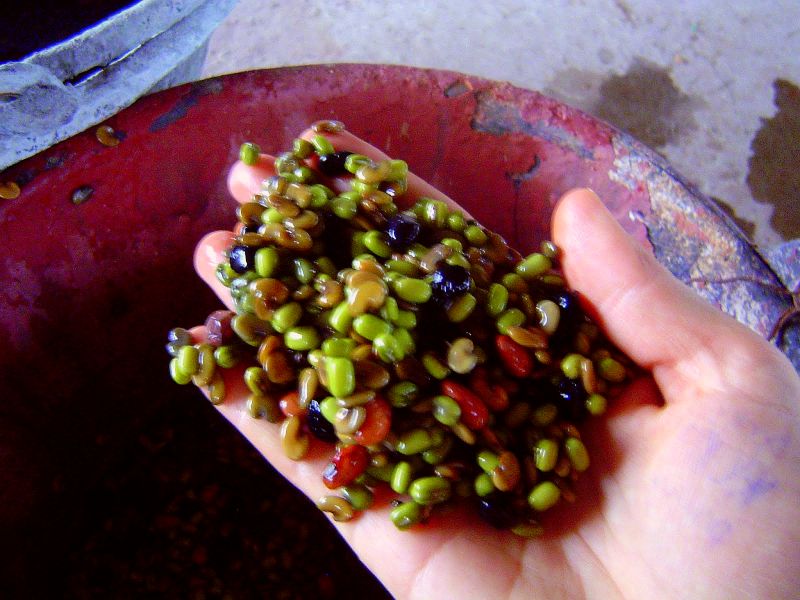 multispecieslegume..JPG