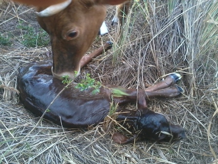 liesel birth_5.jpg