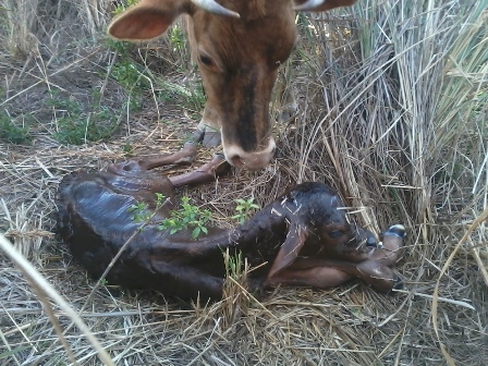 liesel birth_6.jpg