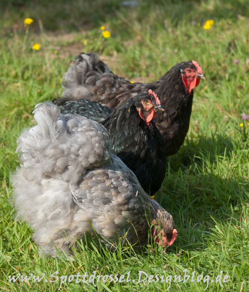 cochins002.jpg