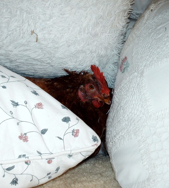 Huhn mags bequem.JPG