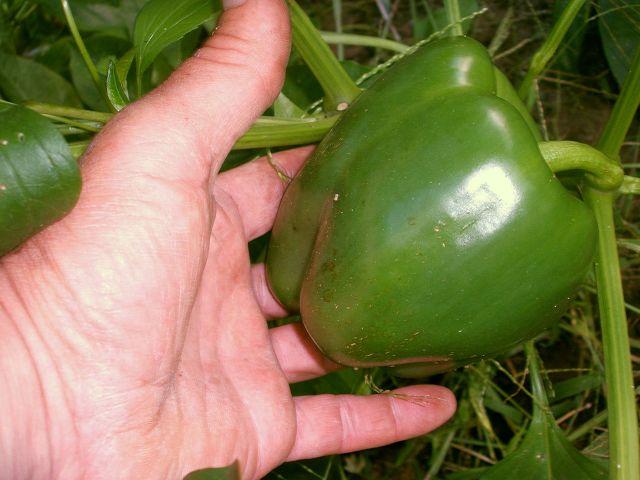 k-paprika2.jpg