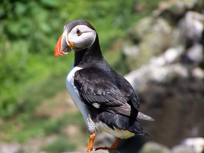 Puffin Ratebild - Kopie.jpg