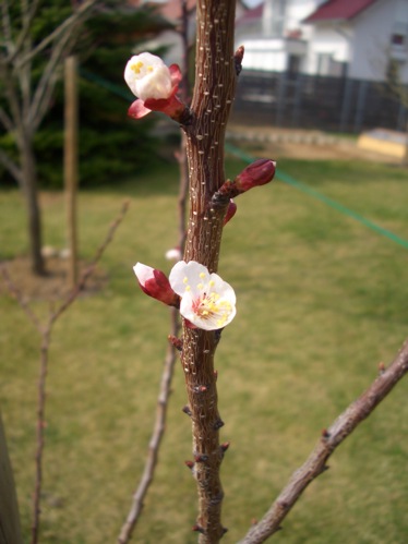 Aprikosenblüte 28.März 2011