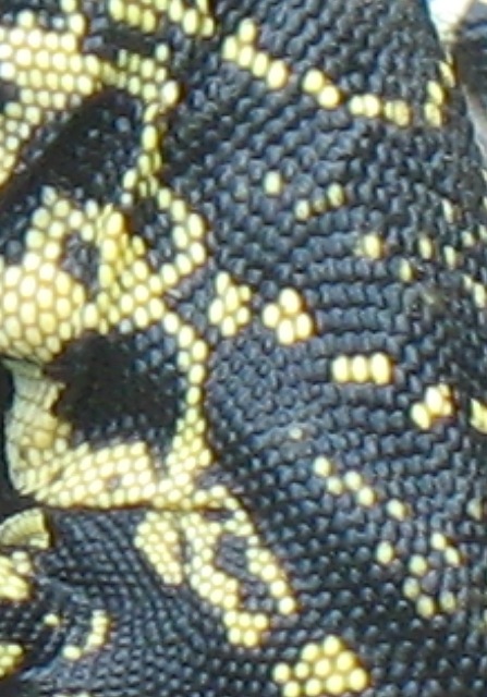 unknown1.JPG