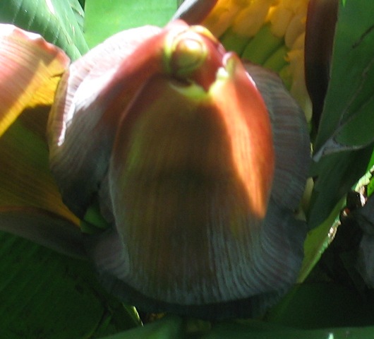 unknown2.JPG
