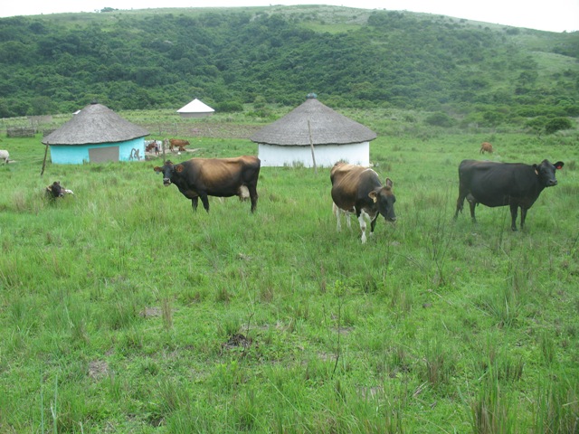 new cows.JPG