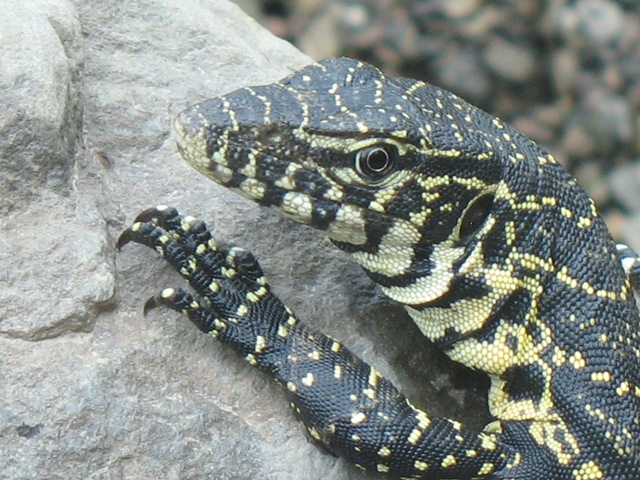 water monitor.JPG