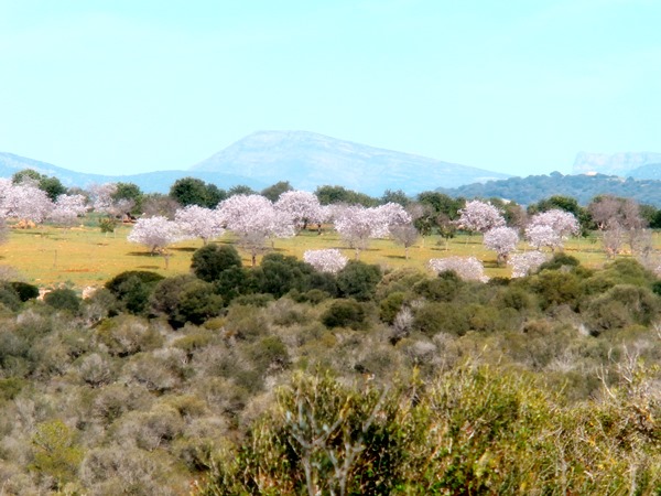 Mandelblüte 2014 ......JPG