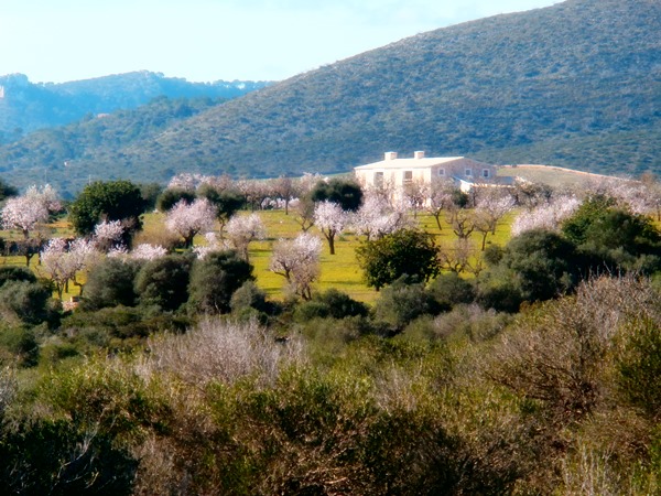 Mandelblüte 2014 .....JPG