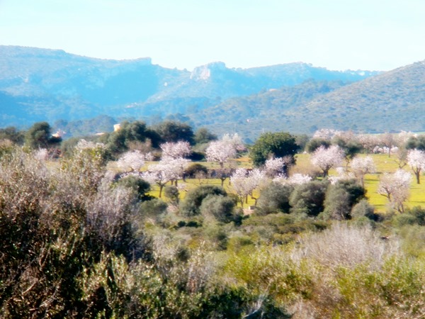 Mandelblüte 2014 ...JPG