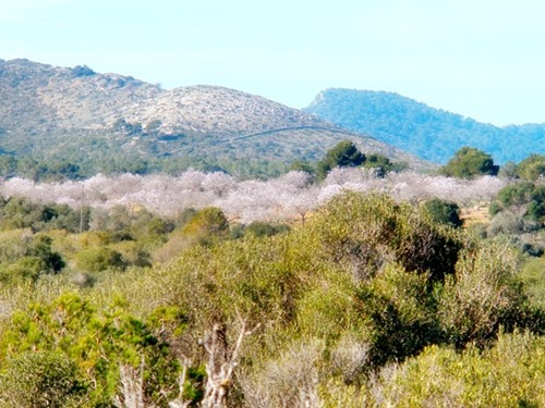 Mandelblüte  2014  ..JPG