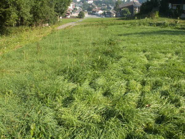 Im Mai und im Juli gesäter Roggen nebeneinander. Dafür, daß das Feld nur schlecht gepflügt war, hat der Roggen vom Mai gute Arbeit geleistet