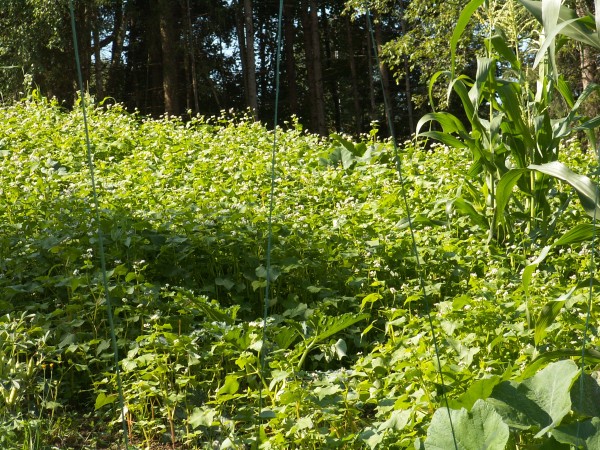 Ende August ist der Buchweizen schon richtig hoch