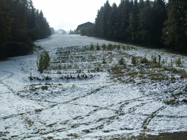 Das Feld im ersten Schnee. Bohn en und Mais stehen noch.
