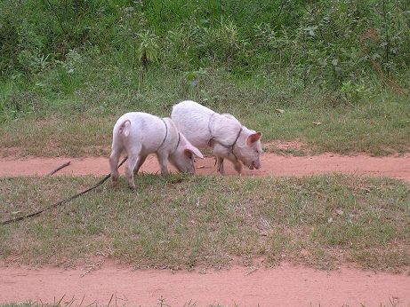 Freilaufende Schwein auf dem Campo in Paraguay