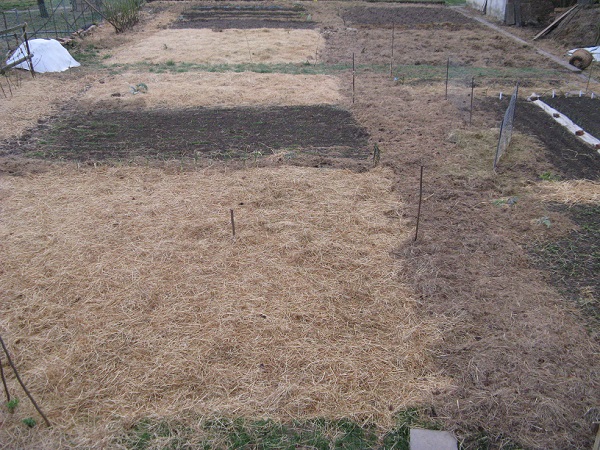 Teil vom Grabeland. auf den nicht gemulchten flächen wachsen Wurzelgemüse mit Kleeuntersaat, unter dem Mulch kommt Getreide, Rübchen, Dicke Bohnen...