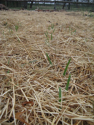 Hafer kommt durch Mulch