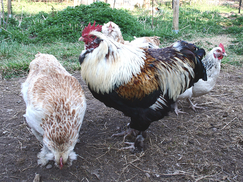 Wilma ist in ihre neue Herde bereits voll integriert