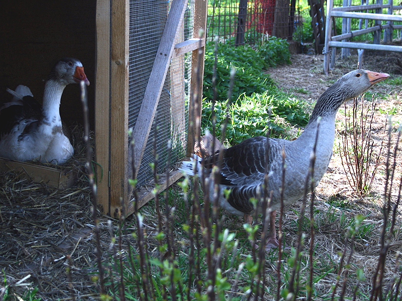 Dharma sitzt und Greg wacht